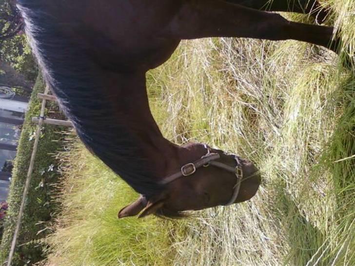 Dansk Varmblod loree quintus (junior) billede 6