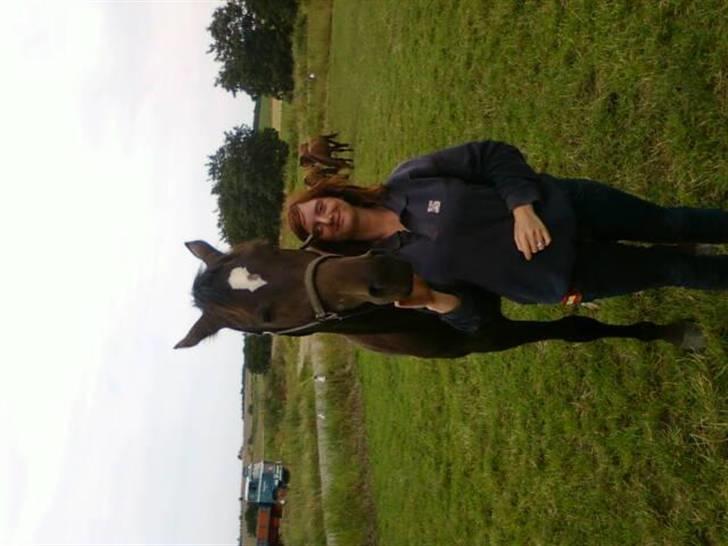 Dansk Varmblod loree quintus (junior) billede 7