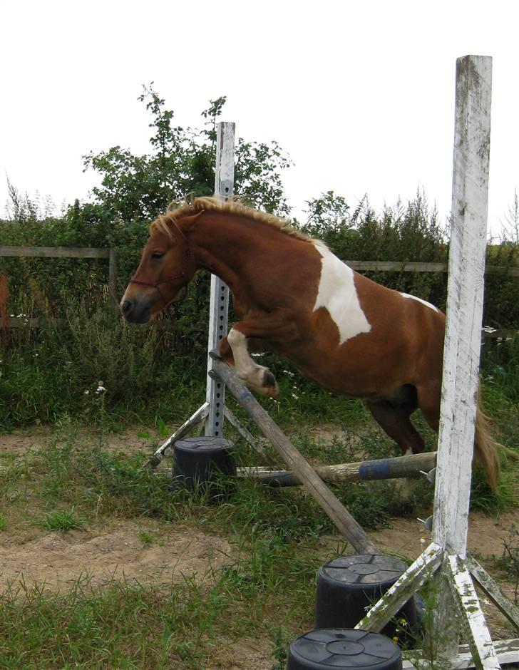 Pinto Aragon - Savnet - Hooooopla. Foto; Astrid Caroe. billede 2
