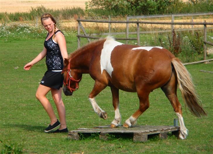 Pinto Aragon - Savnet - Trip trap, over pallen :D Foto; Mette Redsted. billede 3