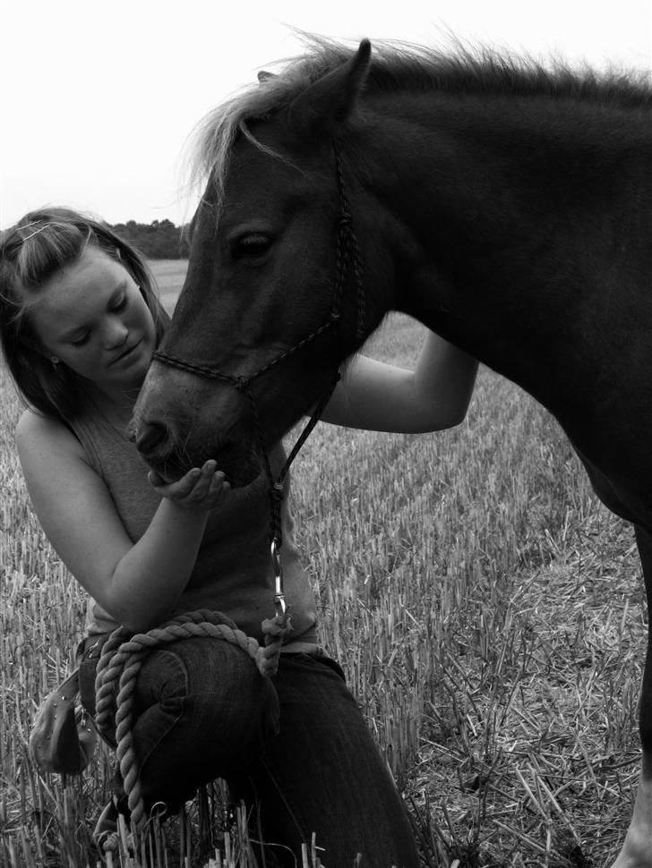 Pinto Aragon - Savnet - kan man sige dejlig? ;D Foto; Astrid Caroe. billede 4