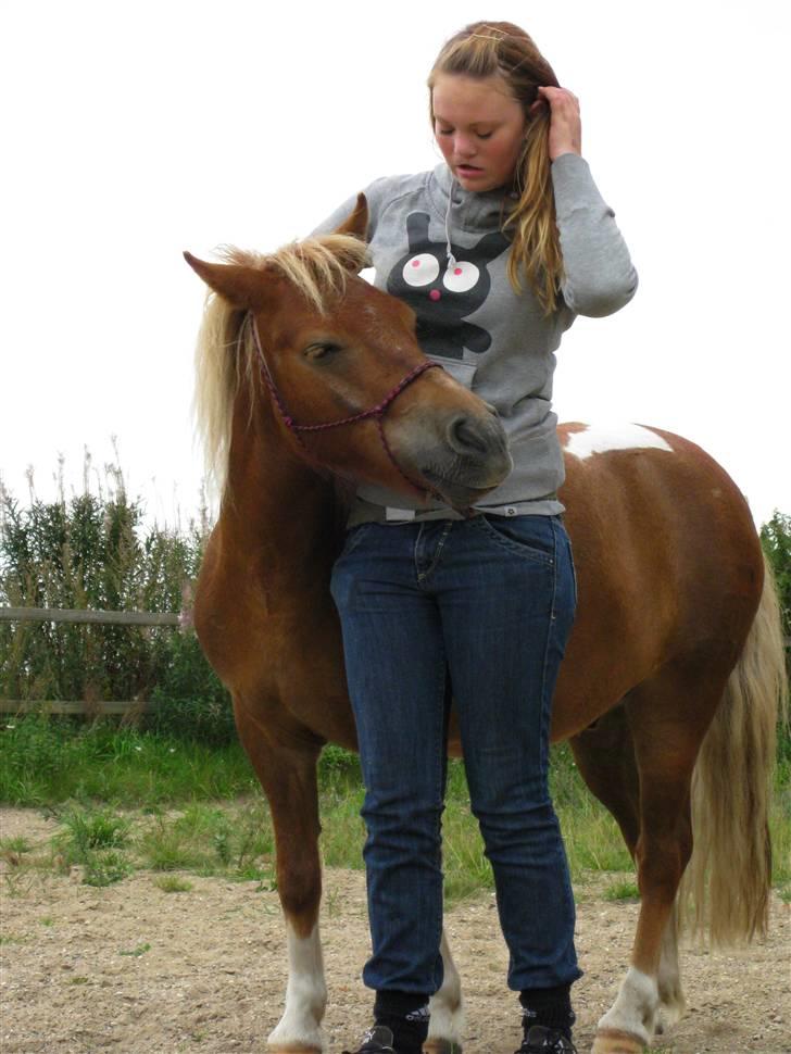 Pinto Aragon - Savnet - Putte bæh.. :) Foto; Astrid Caroe. billede 6