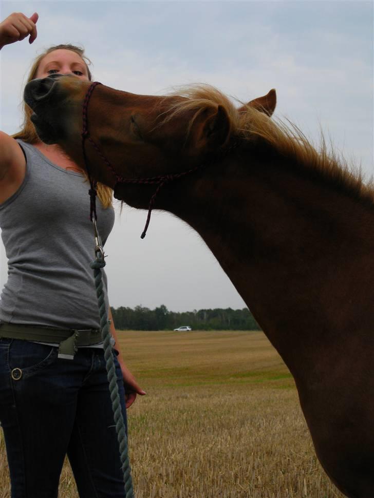 Pinto Aragon - Savnet - Tihi - trick. Foto; Astrid Caroe. billede 8