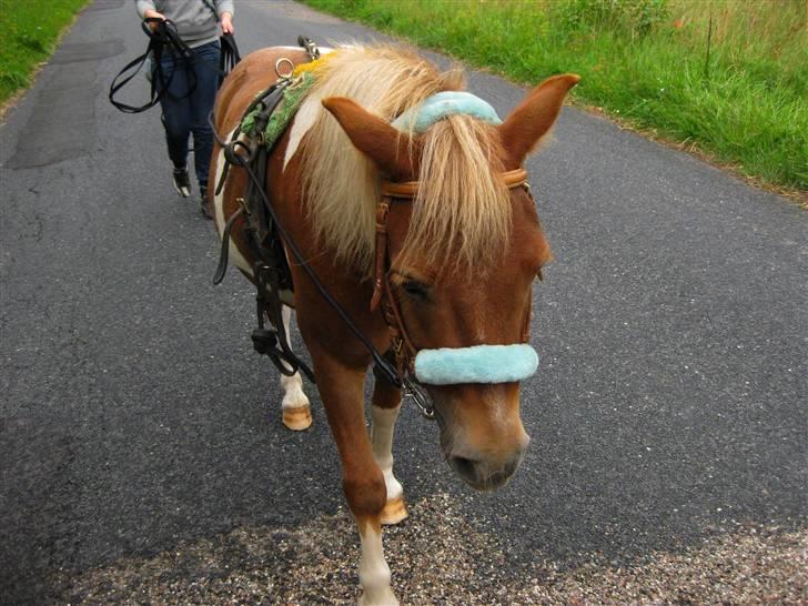 Pinto Aragon - Savnet - Tilkørsel. :) Foto; Astrid Caroe. billede 9