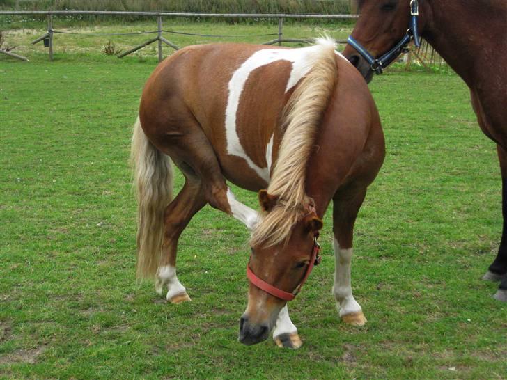 Pinto Aragon - Savnet - år det klør?! Foto; Astrid Caroe. billede 11