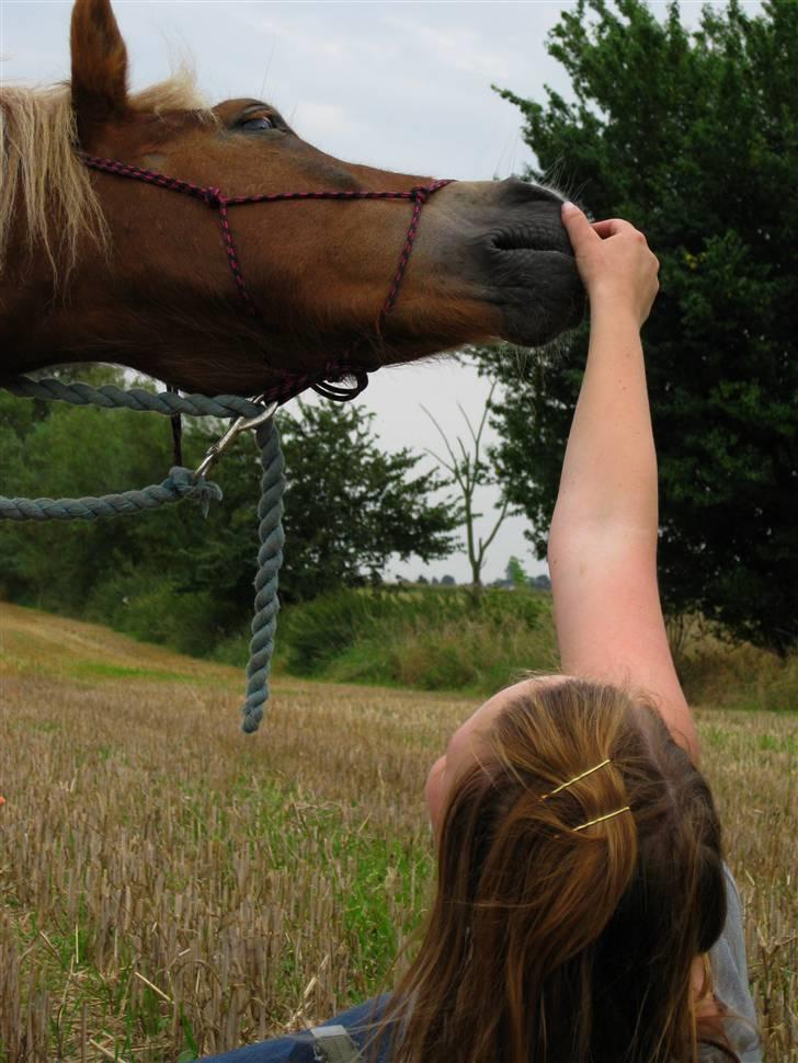 Pinto Aragon - Savnet - Mule leg? :D Foto; Astrid Caroe. billede 12