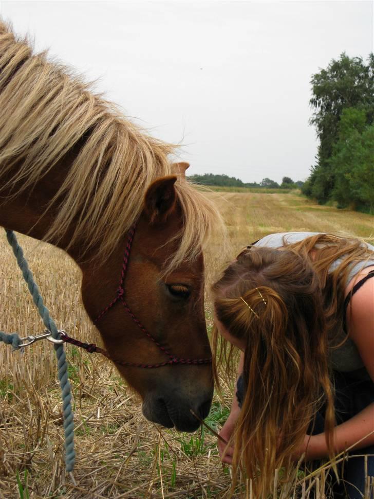 Pinto Aragon - Savnet - Tihi - Aragon med sin gode side. Foto; Astrid Caroe. billede 13