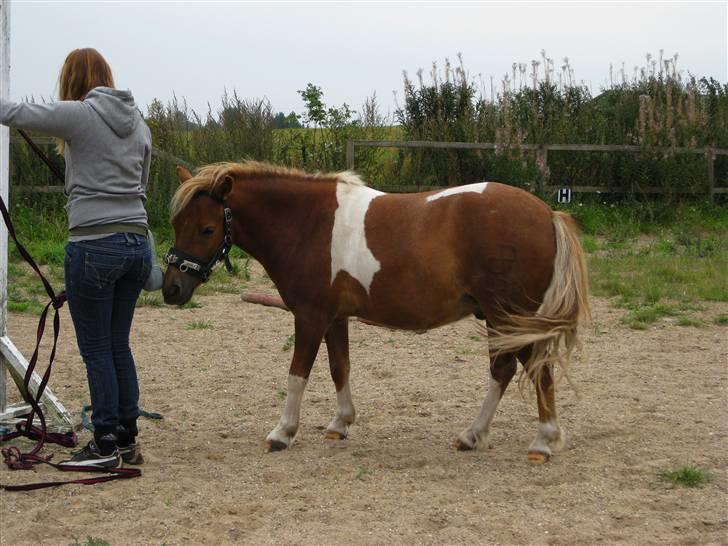 Pinto Aragon - Savnet - Er du snart færdig? :D Foto; Astrid Caroe. billede 14
