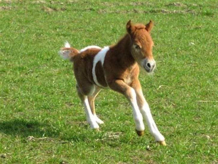 Pinto Aragon - Savnet - Lille bølle mand. :D billede 15
