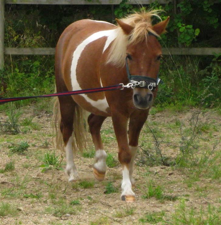 Pinto Aragon - Savnet - puuuuuha, arbejde. :p Foto; Astrid Caroe. billede 16