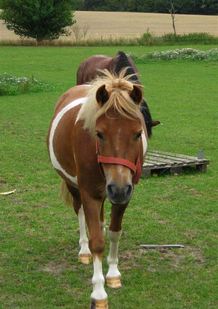 Pinto Aragon - Savnet - MAD MOR! :D Foto; Astrid Caroe. billede 17