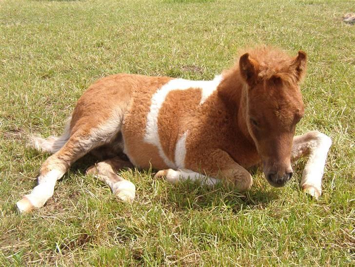 Pinto Aragon - Savnet - Den lille bølle som føl :D<3 billede 18