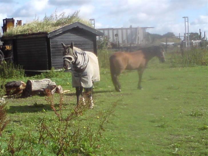 New Forest Cæsar(Red ham op) - De så søde sammen (: <3 billede 14