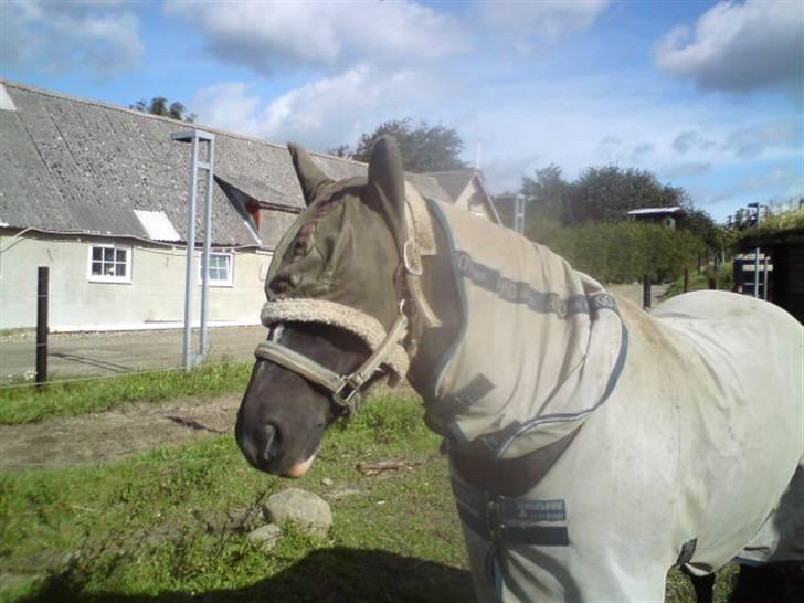 New Forest Cæsar(Red ham op) - ja han er lidt pakket ind d: han har sommereksem. billede 15