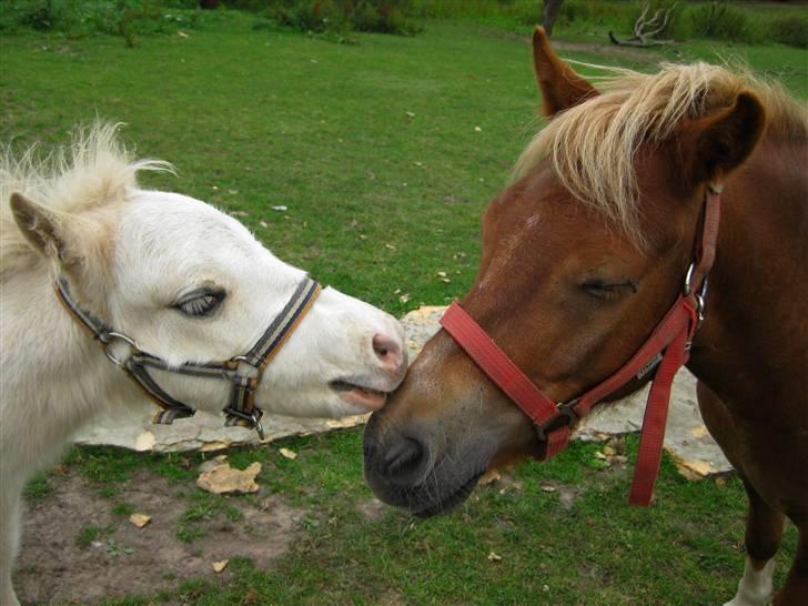 Pinto Aragon - Savnet - Emiiiiil - din fnat nisse? :D Foto; Astrid Caroe. billede 19