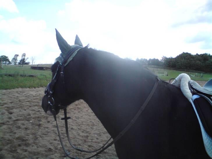 New Forest Cæsar(Red ham op) - Tror der var en hest på marken ved siden af d: billede 16