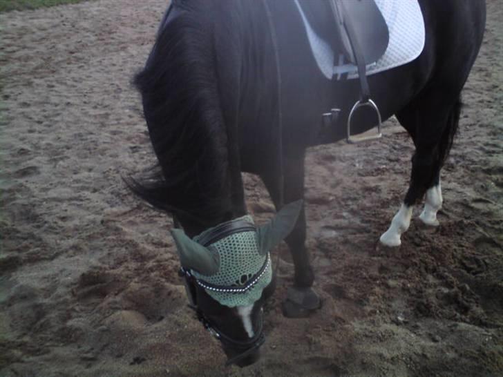 New Forest Cæsar(Red ham op) billede 17