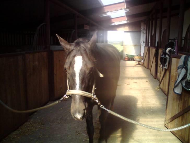 New Forest Cæsar(Red ham op) - Sur sur sur (; billede 18