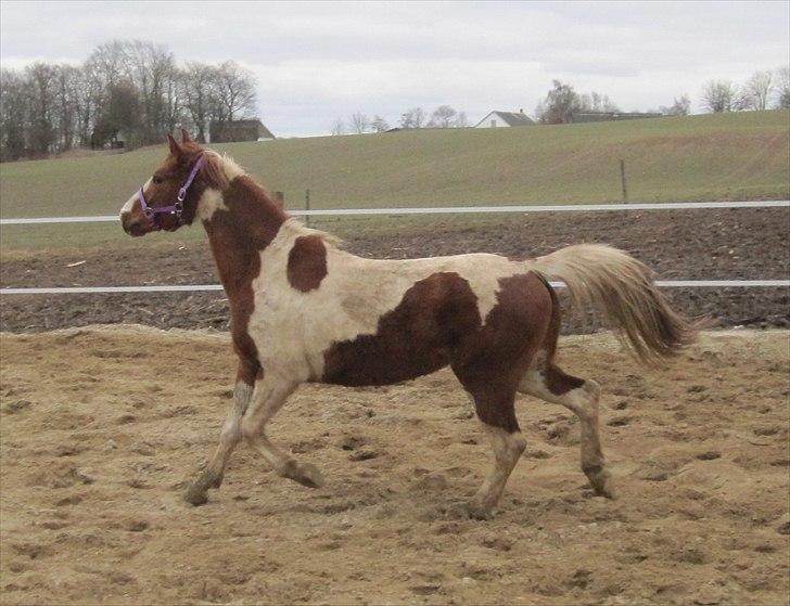 Anden særlig race Lady Libell *solgt på afb.* billede 8