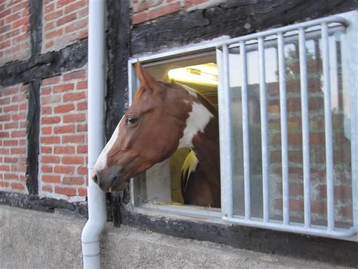 Anden særlig race Lady Libell *solgt på afb.* billede 9