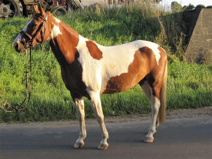 Anden særlig race Lady Libell *solgt på afb.* billede 10