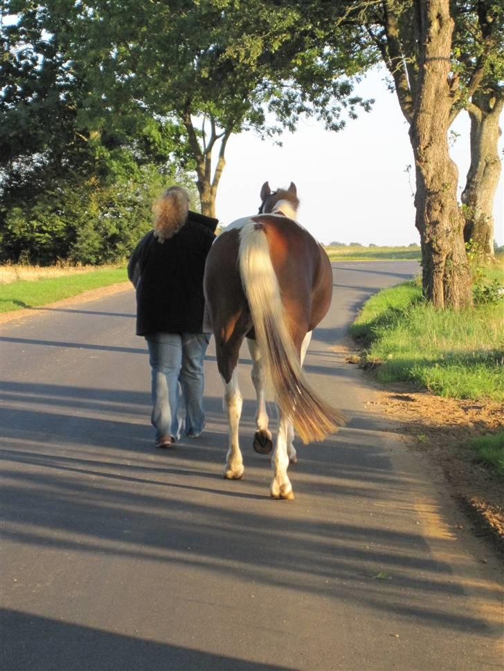 Anden særlig race Lady Libell *solgt på afb.* billede 11