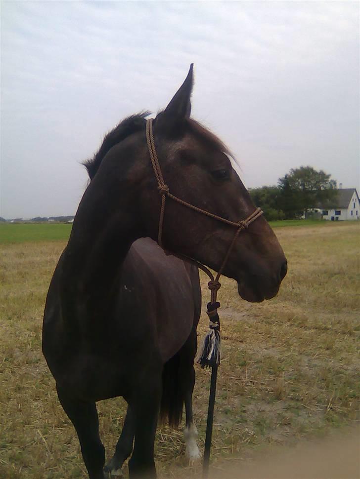 Anden særlig race Barnaby - Barnaby 2 år billede 4