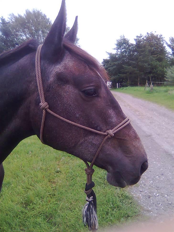 Anden særlig race Barnaby - Barnaby 2 år billede 5