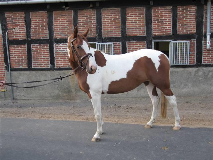 Anden særlig race Lady Libell *solgt på afb.* billede 12