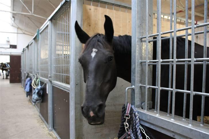 Oldenborg Chanel ( R.I.P) - KUK KUK :-) billede 15