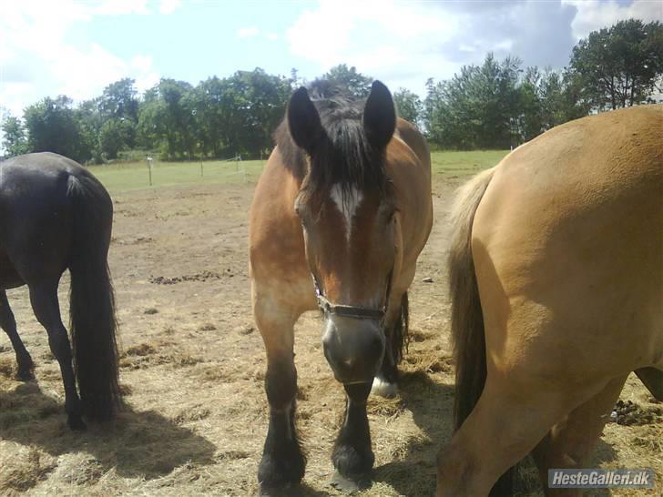 Belgier - Møffe (Basse) - Når man snakker om at være nutted ? - En sand mester :)  savner min Basseh <3  billede 2