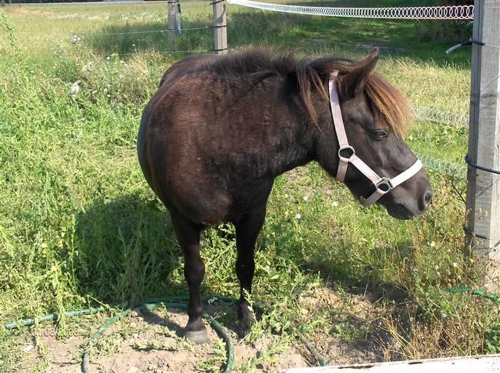 Anden særlig race Cute billede 5
