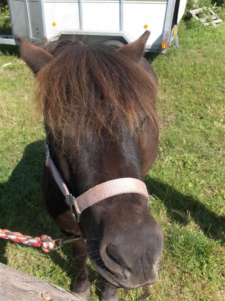 Anden særlig race Cute billede 6