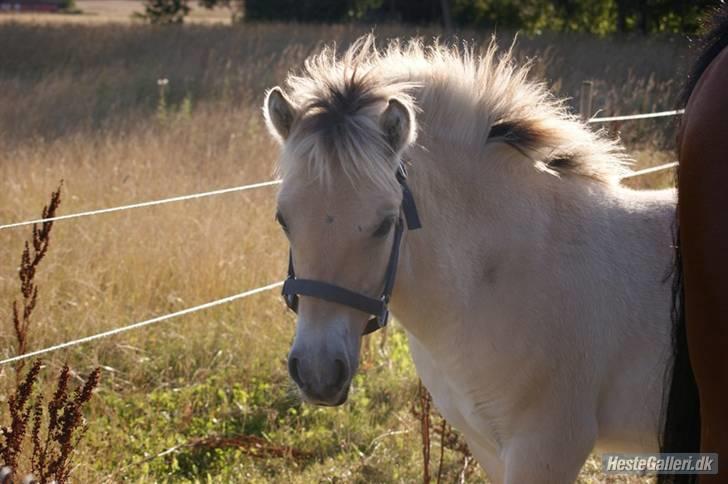 Fjordhest Østerskov's  Real *DØD* billede 15