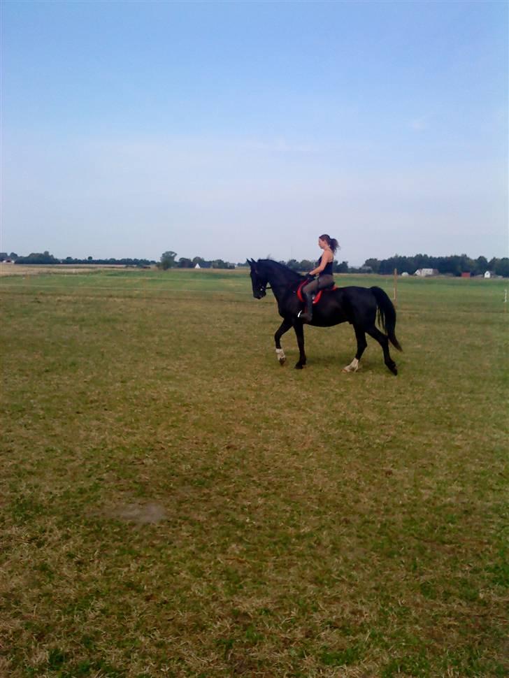 Hollandsk Varmblod Tornado - og camilla kan virkelig få noget ud af den krikke hehe :D billede 13