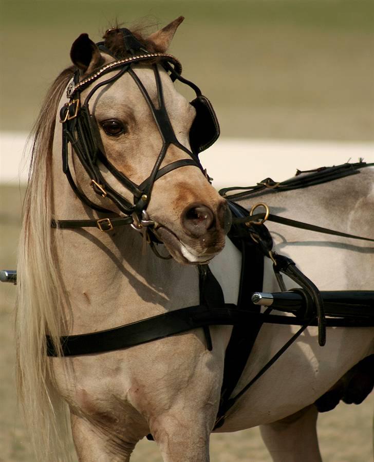 Amerikansk Miniature Ultra Beau Jangles - Ultra Beau Jangles til show 2008 billede 1