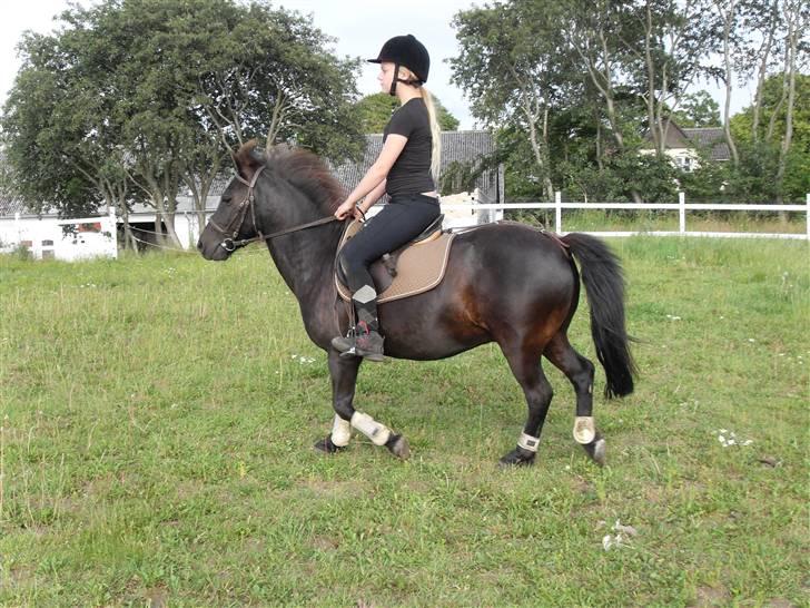 Anden særlig race Rollo <3 billede 3