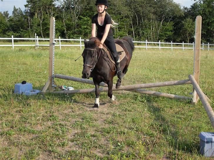 Anden særlig race Rollo <3 billede 5