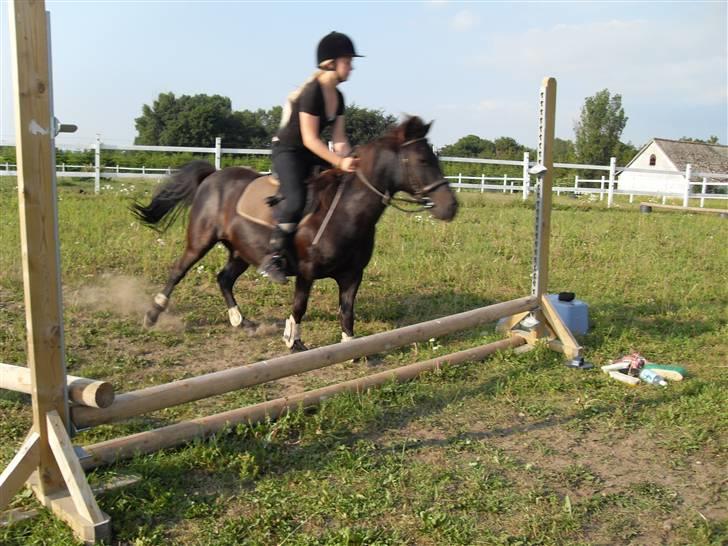 Anden særlig race Rollo <3 billede 6