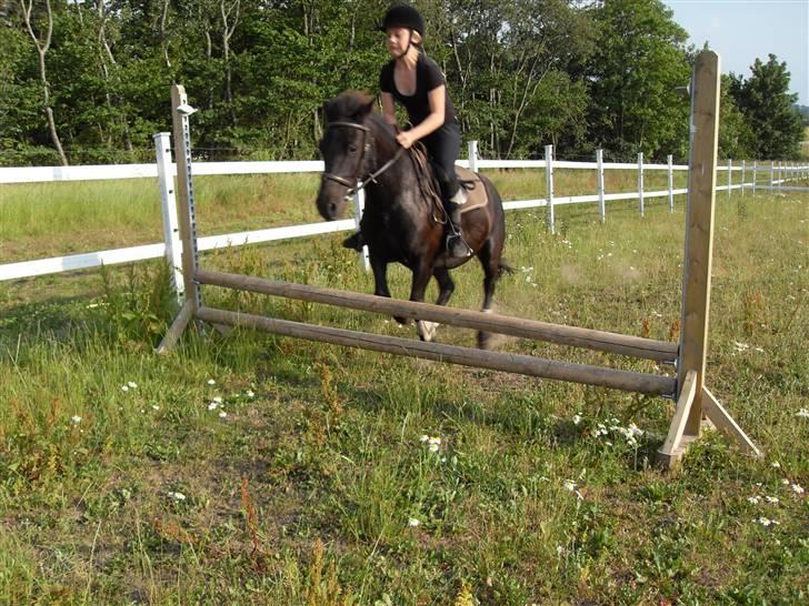 Anden særlig race Rollo <3 billede 12