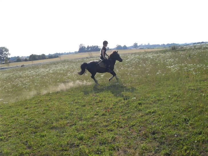 Anden særlig race Rollo <3 billede 13