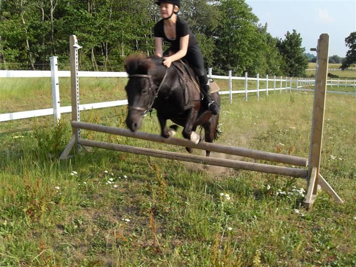 Anden særlig race Rollo <3 billede 14