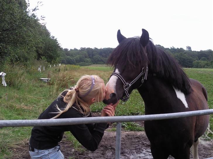 Anden særlig race Trigger (min gamle pony) billede 12