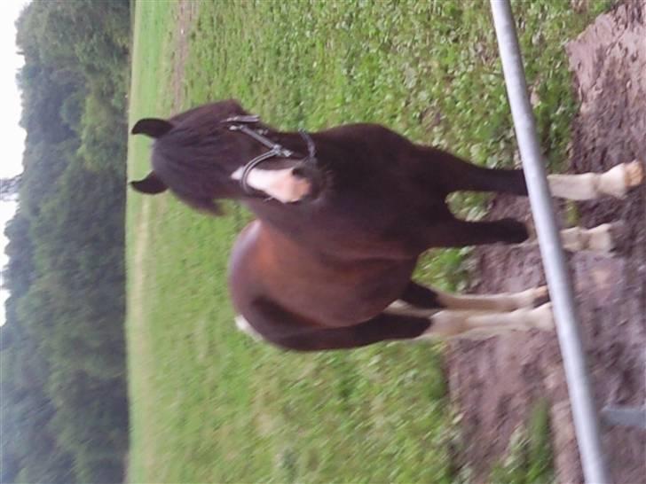 Anden særlig race Trigger (min gamle pony) billede 13