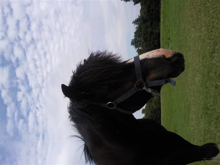 Anden særlig race Trigger (min gamle pony) billede 14