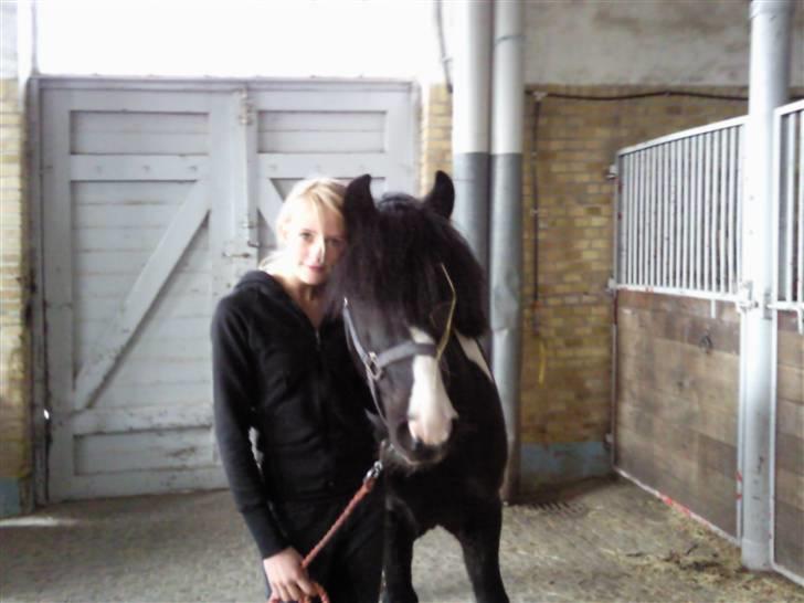 Anden særlig race Trigger (min gamle pony) billede 15