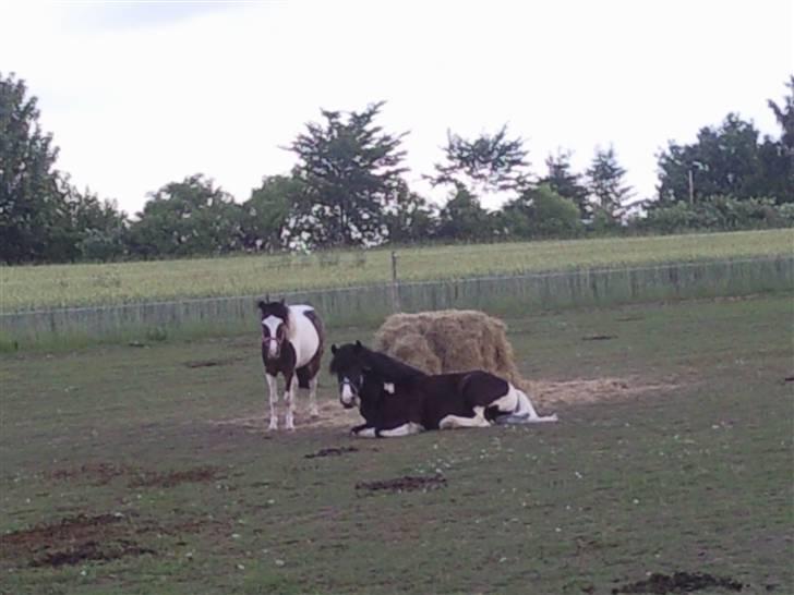 Anden særlig race Trigger (min gamle pony) billede 16