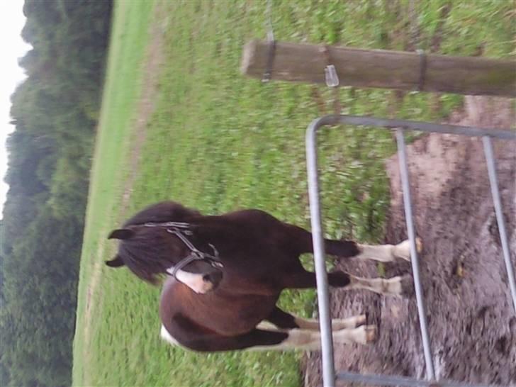 Anden særlig race Trigger (min gamle pony) billede 17