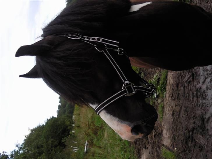 Anden særlig race Trigger (min gamle pony) billede 18