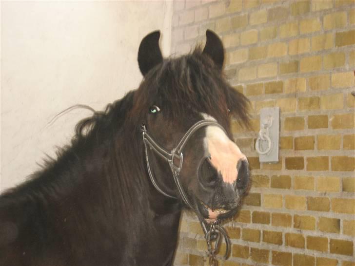 Anden særlig race Trigger (min gamle pony) billede 19